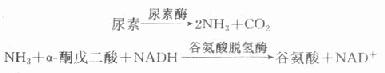 肾小球滤过率与血肌酐、尿素浓度的关系