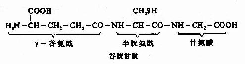 蛋白质分子中氨基酸的连接方式