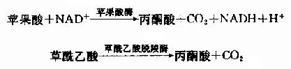 三羧酸循环