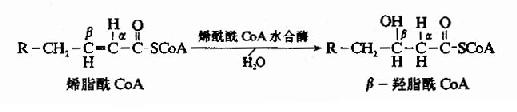 肉毒碱参与脂酰辅酶A转入线粒体示意图