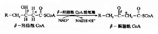 肉毒碱参与脂酰辅酶A转入线粒体示意图