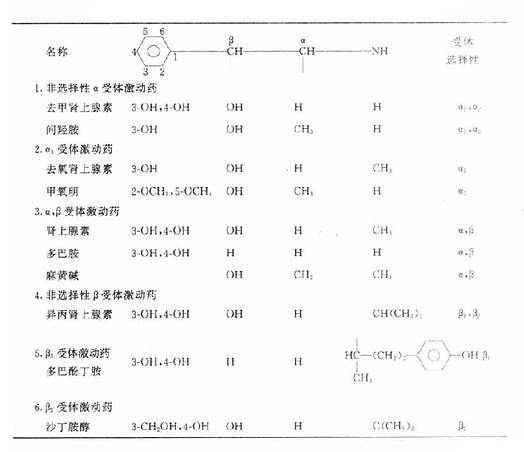β-苯乙胺　儿茶酚