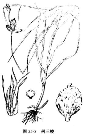 荆三棱